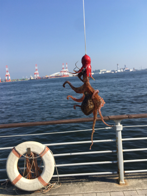 朝イチは豆サバだらけ。タコは成長途上中。。。