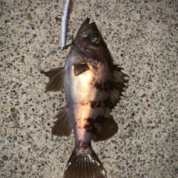 まさかのアナゴ！