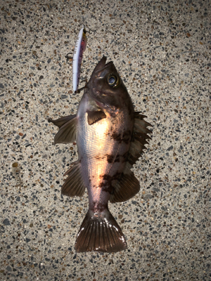 まさかのアナゴ！