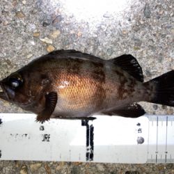 アジも釣れました