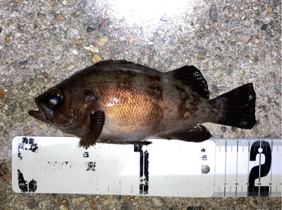 アジも釣れました