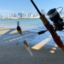 ハゼクラデビュー