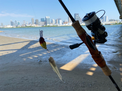 ハゼクラデビュー