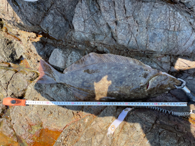 フラットフィッシュ