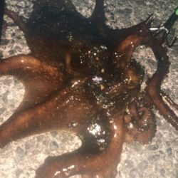 ライトショアジギングからの〜❗️