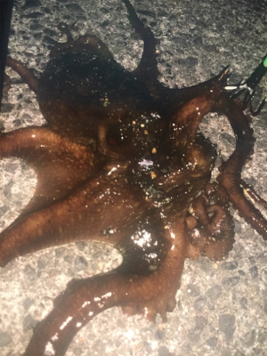 ライトショアジギングからの〜❗…