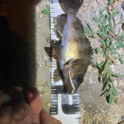 メバルでリベンジ！