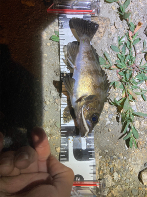 メバルでリベンジ！