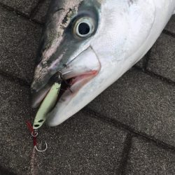 鋼の心燃やし続け鰤93cm。。