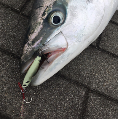 鋼の心燃やし続け鰤93cm。。