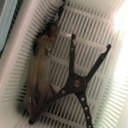 またまた潮早い