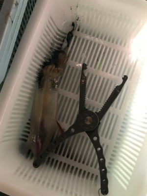 またまた潮早い