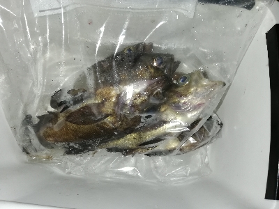 メバリング@貝塚