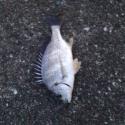 ぶっ込み釣りにて