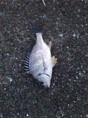 ぶっ込み釣りにて