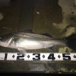 ランカーきたぁー(=゚ω゚)ノ