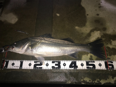 ランカーきたぁー(=゚ω゚)ノ