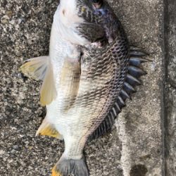 エビ撒きノッコミ