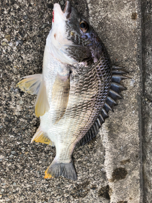 エビ撒きノッコミ