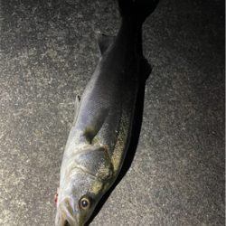 大阪河川シーバス