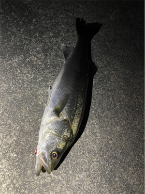 大阪河川シーバス