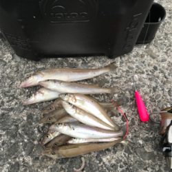 ナイトキス釣り突入