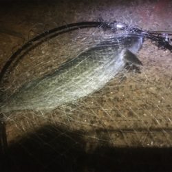 続 バチ抜け不発