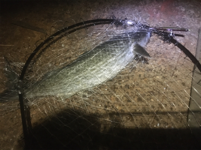 続 バチ抜け不発