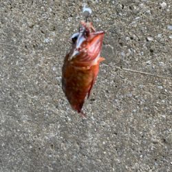 八景島 根魚わっしょい