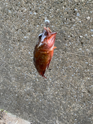 八景島 根魚わっしょい