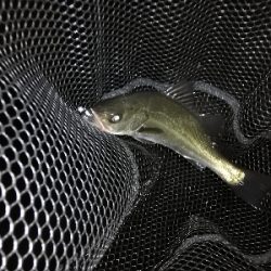 メバリング@泉南