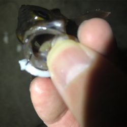 ジグ単メバリング