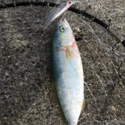 ワカシきてます