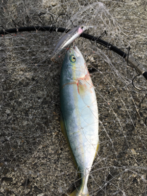 ワカシきてます