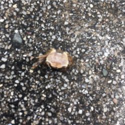 中々と成長しそうでしない新子タコ達。。。