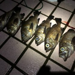 同行友人の爆釣メバリング