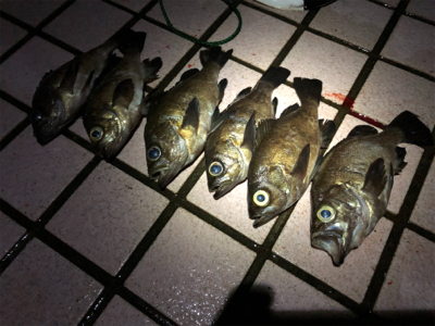 同行友人の爆釣メバリング