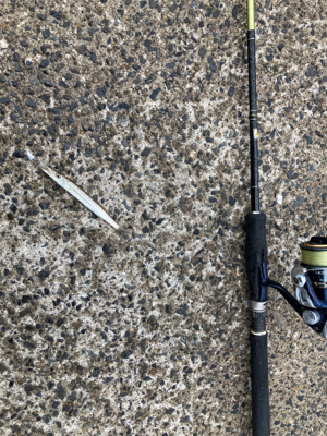 デイライトゲームで、ヤマトカマス釣果