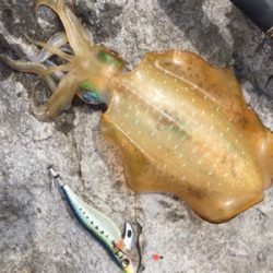 大きなアオリが釣りたい…