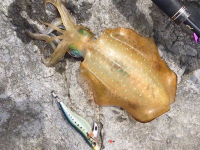 大きなアオリが釣りたい…