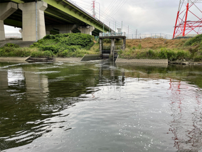 新河岸川　上流域シーバス