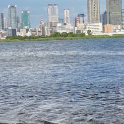 淀川ハゼクラ　濁りはダメ