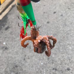 タコは居てるがアジは・・・