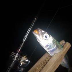 アジング練習　304  大漁(大量)なのは？