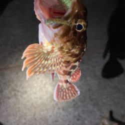 結果的ガシリング