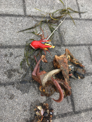 タコは新子サイズのまま。。