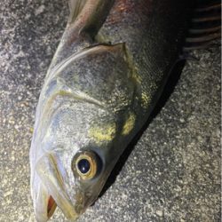 リバーシーバス