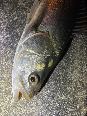 リバーシーバス