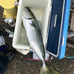 はじめてのブリ