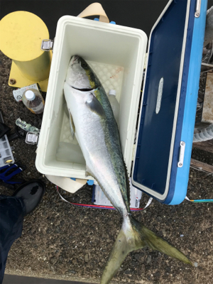 はじめてのブリ